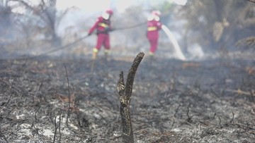 BRIN Uji Coba Pati Singkong sebagai Bahan Pemadam Karhutla, Ini Cara Kerjanya
