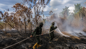 Helikopter Water Bombing Karhutla Sedot Kolam Pemancingan di Banjar, Ribuan Ikan Mati dan Usaha Terancam