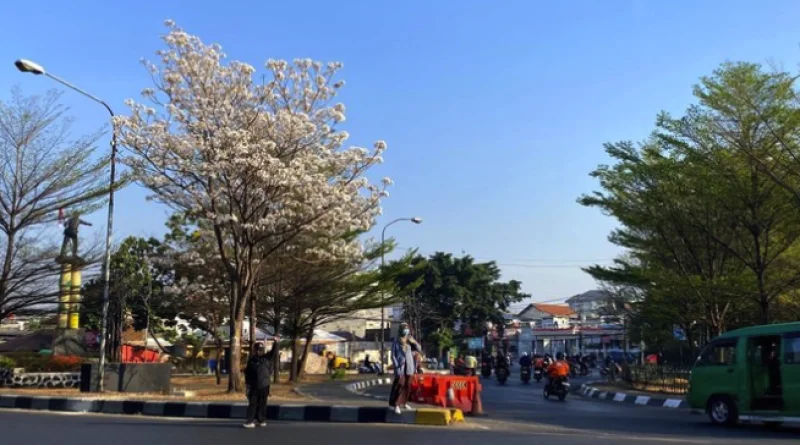 Tabebuya Putih Mekar di Bundaran Cibiru Bandung Jadi Spot Foto Dadakan Warga