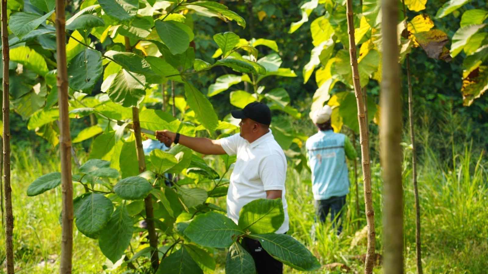 Pemkab Bogor Catat 67.696 Pohon di Hutan Kota 177 Hektare, Tajur Halang Jadi Kecamatan Terluas