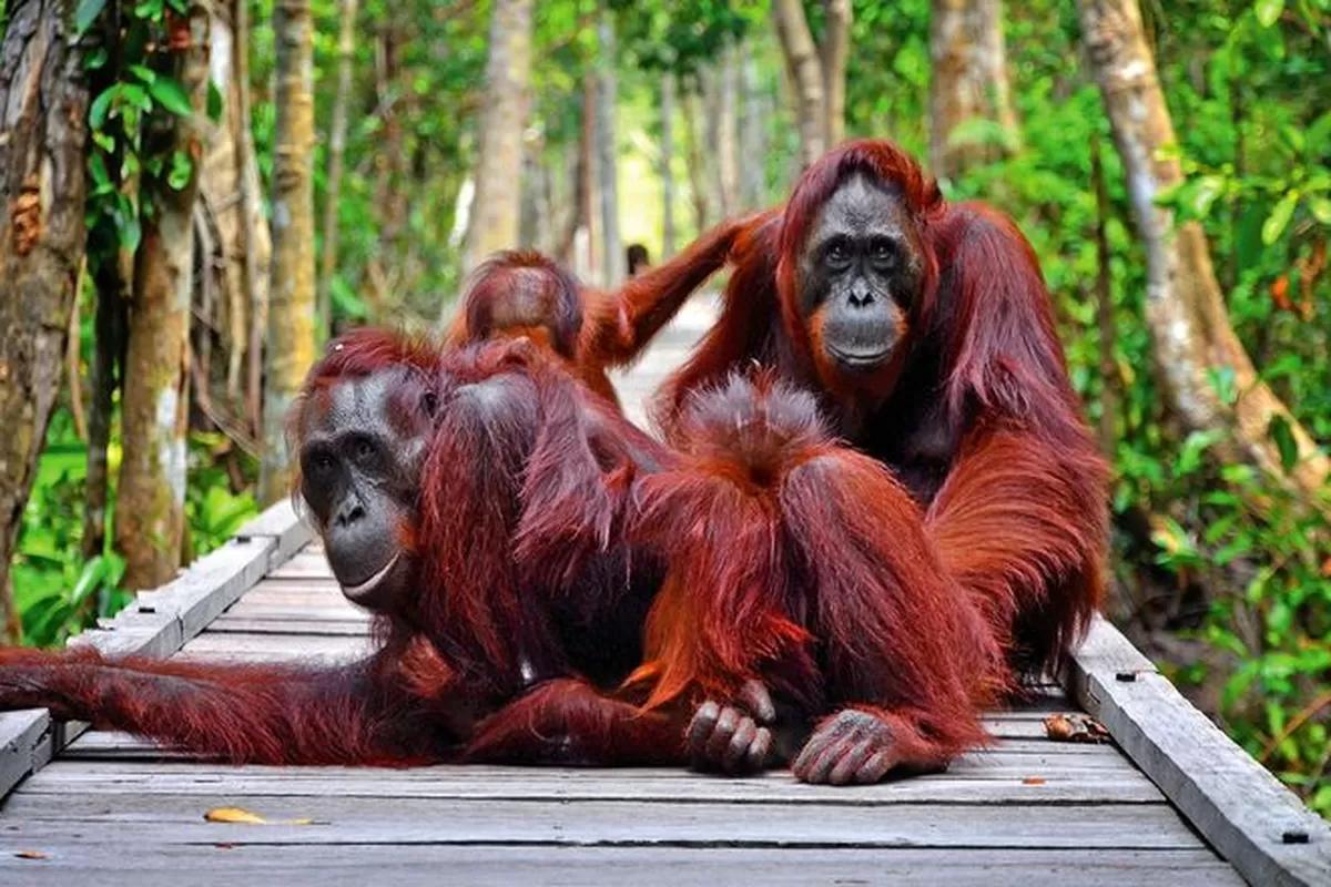 6 Wisata Kalimantan Tengah: Tanjung Puting hingga Danau Tahai