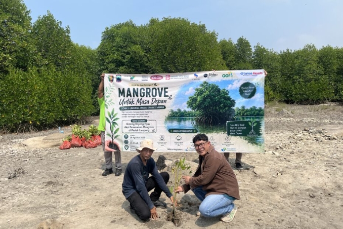 TDM Lampung Tanam 4.000 Pohon Mangrove di Pesisir Kalianda, Fokus Pemulihan Ekosistem Way Lubuk