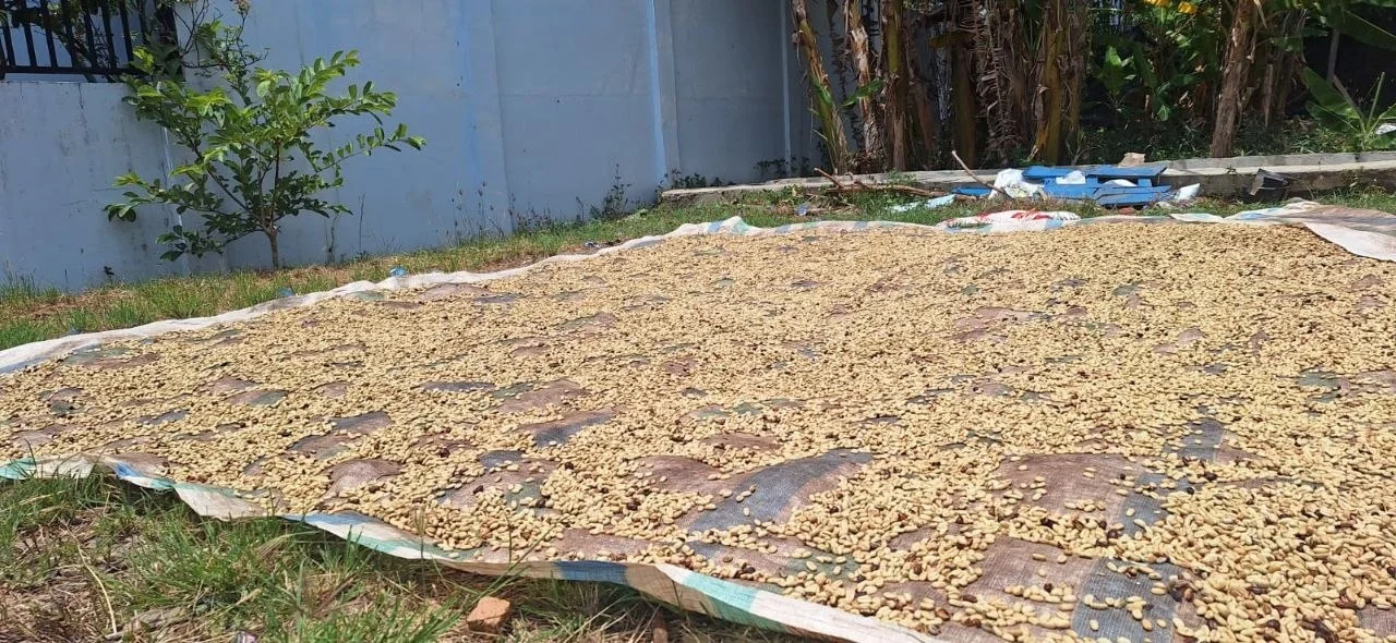 Harga Gabah Kopi Arabika di Gayo Lues Tembus Rp 67 Ribu per Bambu, Petani: Naik Tiap Pekan
