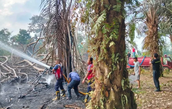 Karhutla di Kabupaten Kaur Menurun Selama Agustus, Damkar Minta Warga Jangan Bakar Lahan Sembarangan