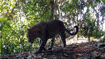 Macan Tutul Jawa Terpantau di Halimun Salak, Bukan Sekadar Destinasi Wisata
