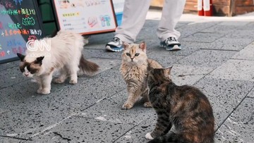 Taman Kucing Scarlett's Friends di China: 150 Kucing Liar Punya Rumah Baru