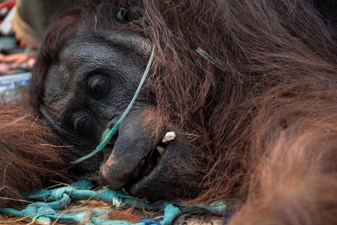 Orang Utan Pingsan Akibat Asap Karhutla, Dievakuasi dari Perkebunan Sawit