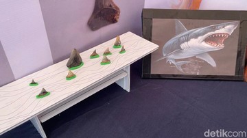 Pameran Fosil Patiayam Kudus Tampilkan Gigi Hiu Purba, Bukti Selat Muria Pernah Ada