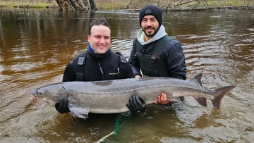 Ikan Sturgeon Danau Bisa Hidup 400 Tahun, Ilmuwan Baru Membuktikannya
