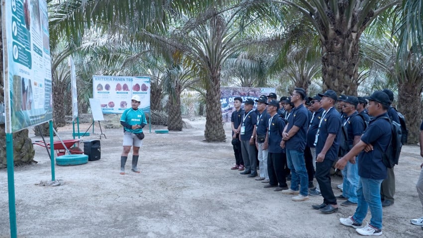 111 Pekebun Sumsel Ikut Pelatihan Panen Sawit, Target Tekan Susut Mutu TBS