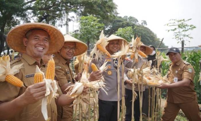 Panen Jagung di Batuceper, Kota Tangerang Jadi Bukti Lahan Perkotaan Mampu Dukung Swasembada 2026