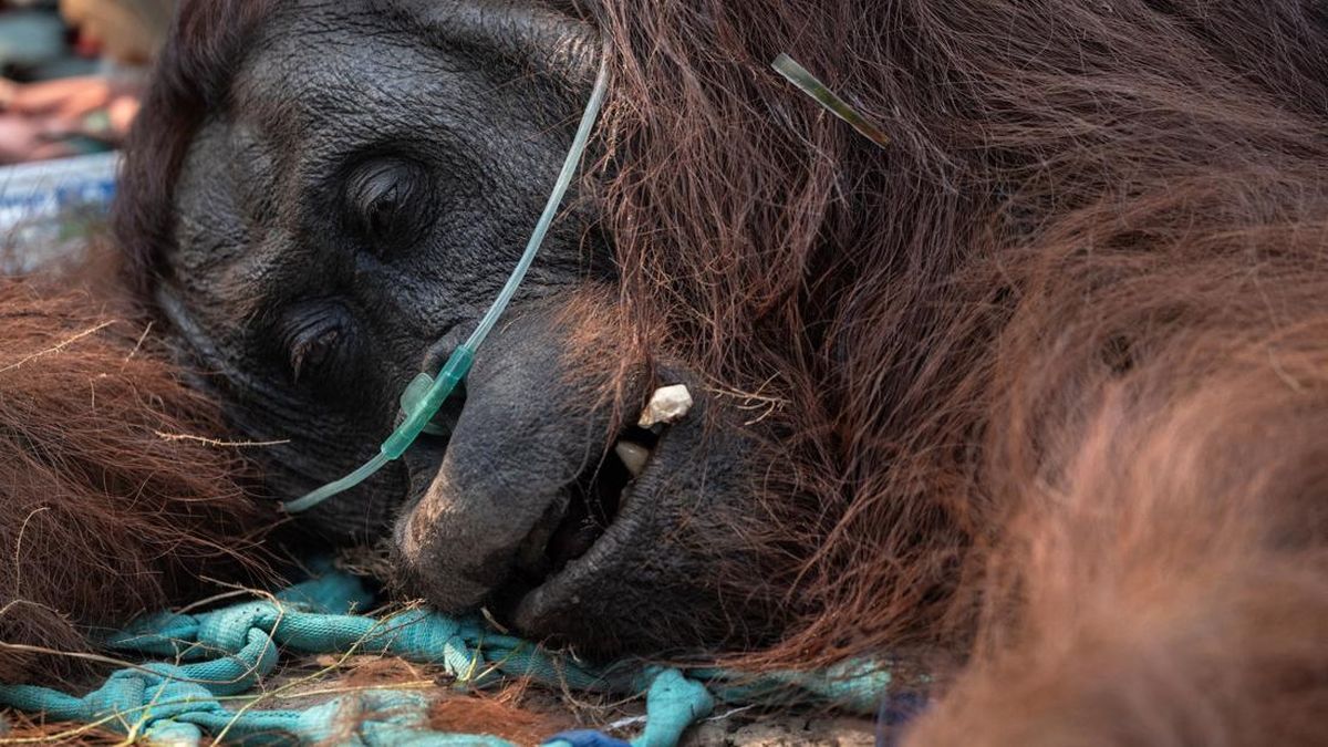 Foto Sepekan: Pesawat Sukhoi Tergelincir dan Orangutan Pingsan Akibat Karhutla di Kalimantan Barat