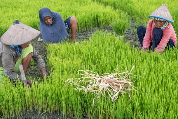 Lebak Niaga dan Bulog Jadi Andalan Petani Lawan Praktik Ijon