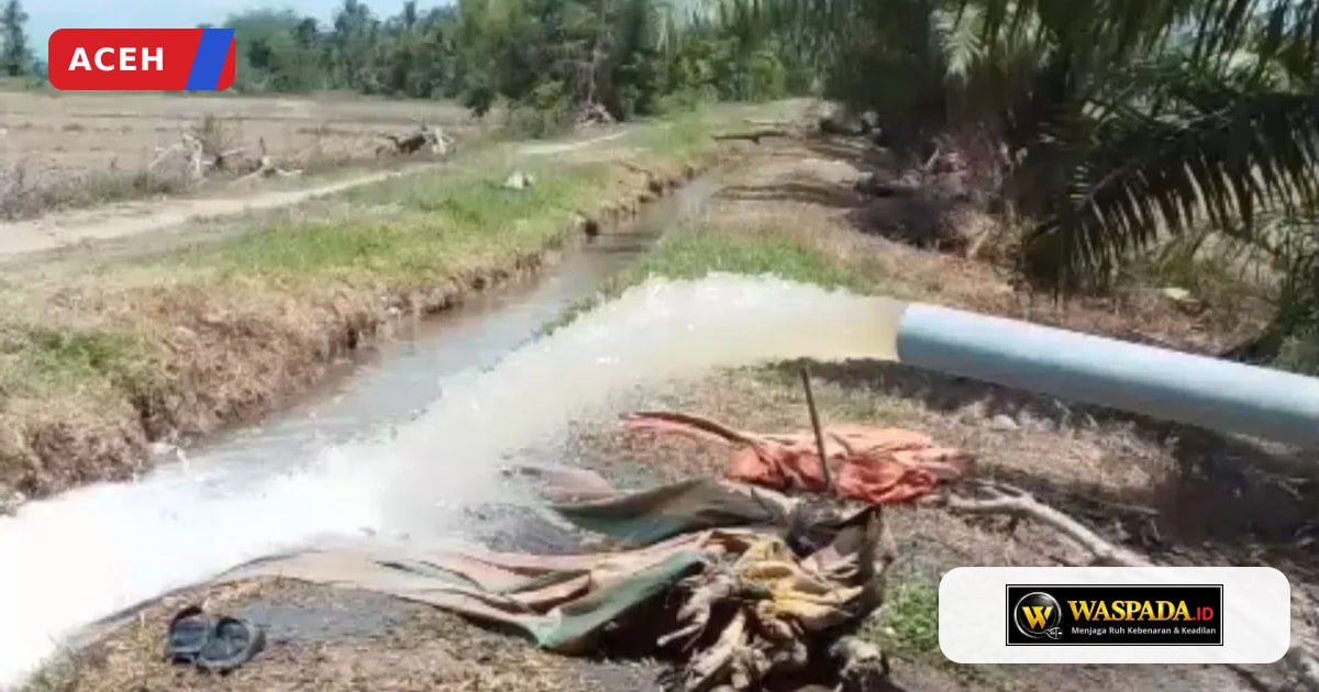 Sawah 50 Hektare di Aceh Utara Selamat Berkat Pompa Usai Banjir Rusak Irigasi