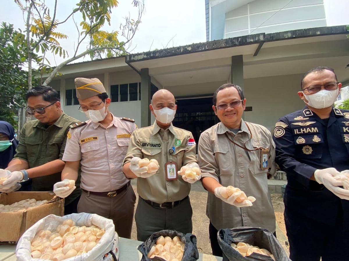 1.190 Telur Penyu Dimusnahkan Usai Diamankan dari Kapal di Sambas Kalbar, 96 Butir Masih Ditetaskan