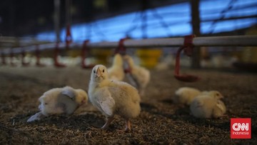 Pakan dan DOC Naik, Harga Ayam Ras Nasional Tembus Rp 42.850 per Kg