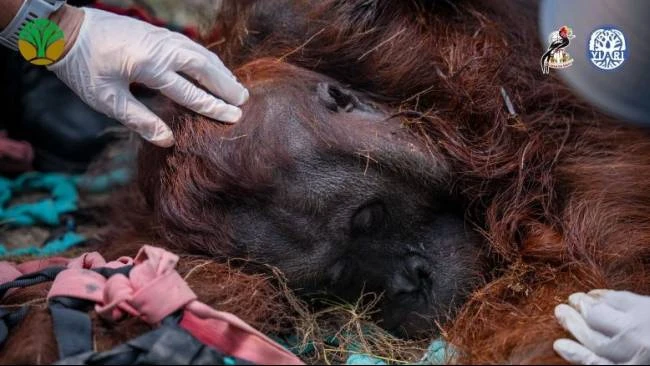 Orangutan Jantan di Ketapang Ditemukan Lemas Akibat Kabut Asap Karhutla, Tim BKSDA dan YIARI Turun Evakuasi