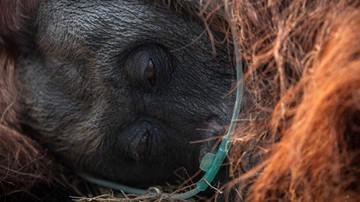 Karhutla Ketapang Ancam Habitat Orangutan, Sampurna Dievakuasi dalam Kondisi Lemas