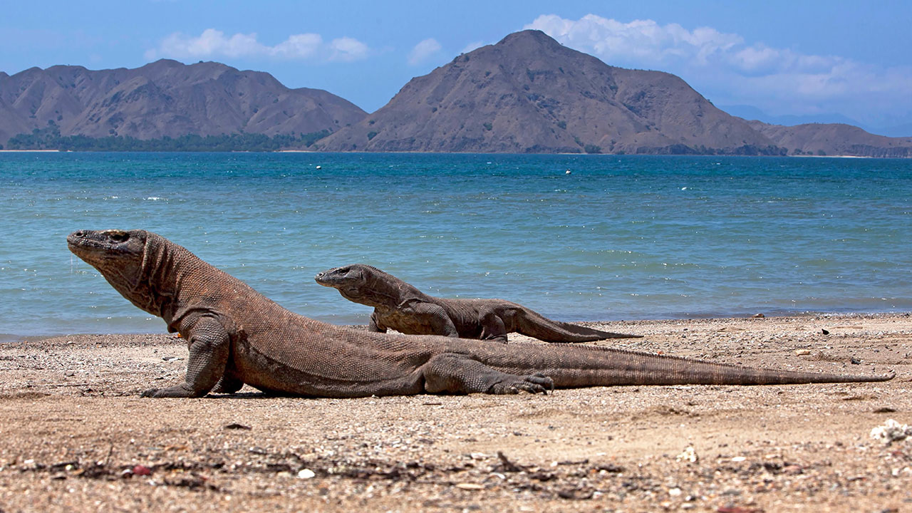 Pulau Komodo dan Padar Resmi Dibuka Lagi Usai Gempa M7,7, Aktivitas Wisatawan Masih Normal