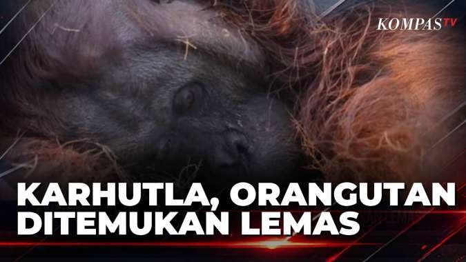 7 Orangutan Dievakuasi BKSDA Kalbar dan YIARI Sepanjang Agustus, Terbaru di Ketapang Lemas Akibat Asap Karhutla