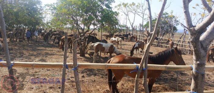 Polres Sumba Tengah Luruskan Status 104 Ekor Kuda di Penampungan, Tegaskan Bukan Kasus Penyelundupan