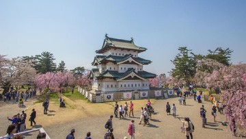 Kastil Hirosaki Ditarik 1.000 Orang, Kembali ke Posisi Asli Akhir Agustus 2026
