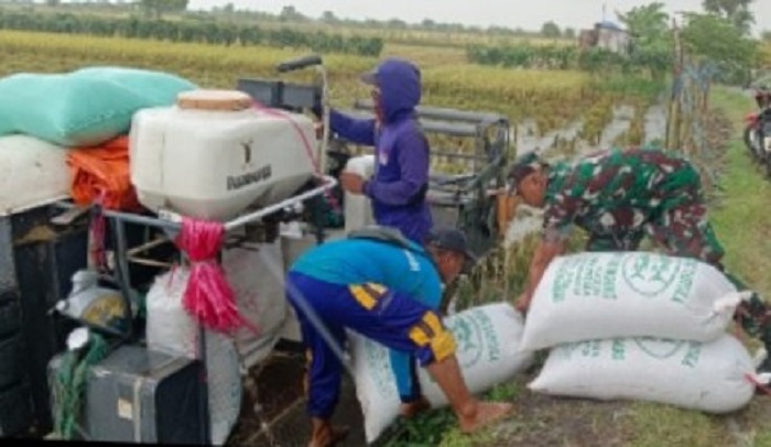 Jaga Ketahanan Pangan, Danramil Babat Turun ke Sawah Ikut Panen Padi Bersama Petani Lamongan