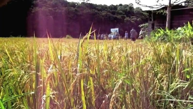Masalah Tumpang Tindih Lahan Jadi PR Besar Pemprov Kaltara, DPRD Dorong Kawasan Pertanian Jadi Lumbung Pangan