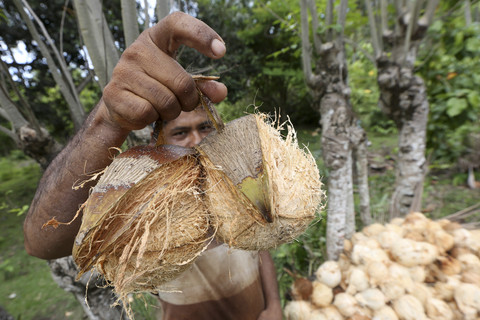 Kementan Usul Tambahan Rp 5 Triliun demi Kelapa-Kakao
