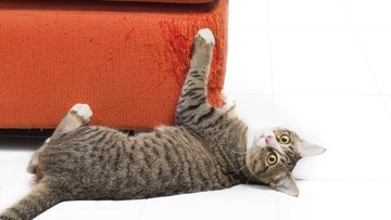 Catlover, Stop Marah! Ternyata Ini Alasan Kucing Suka Mencakar Sofa