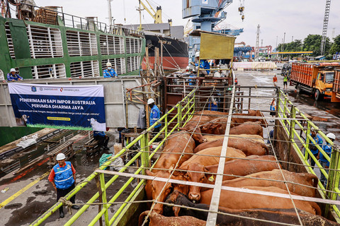 Sapi Impor dari Australia Tembus 92,7 Ribu Ton, Ini Dampaknya buat Harga Daging di Pasar