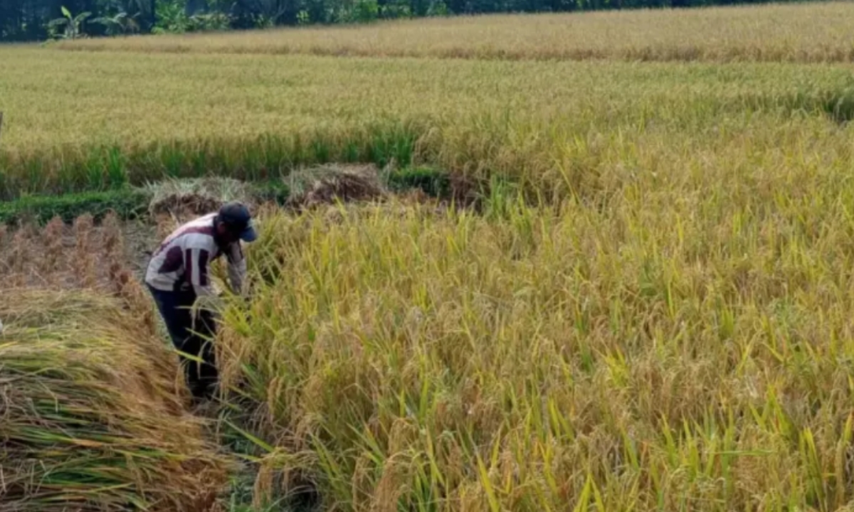 Produksi Padi Pangandaran 153 Ribu Ton Sepanjang 2025, Sektor Pertanian Bukti Tak Hanya Andalkan Wisata