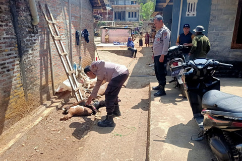 Tujuh Kambing Warga Gunungkidul Mati Dimangsa Hewan Liar