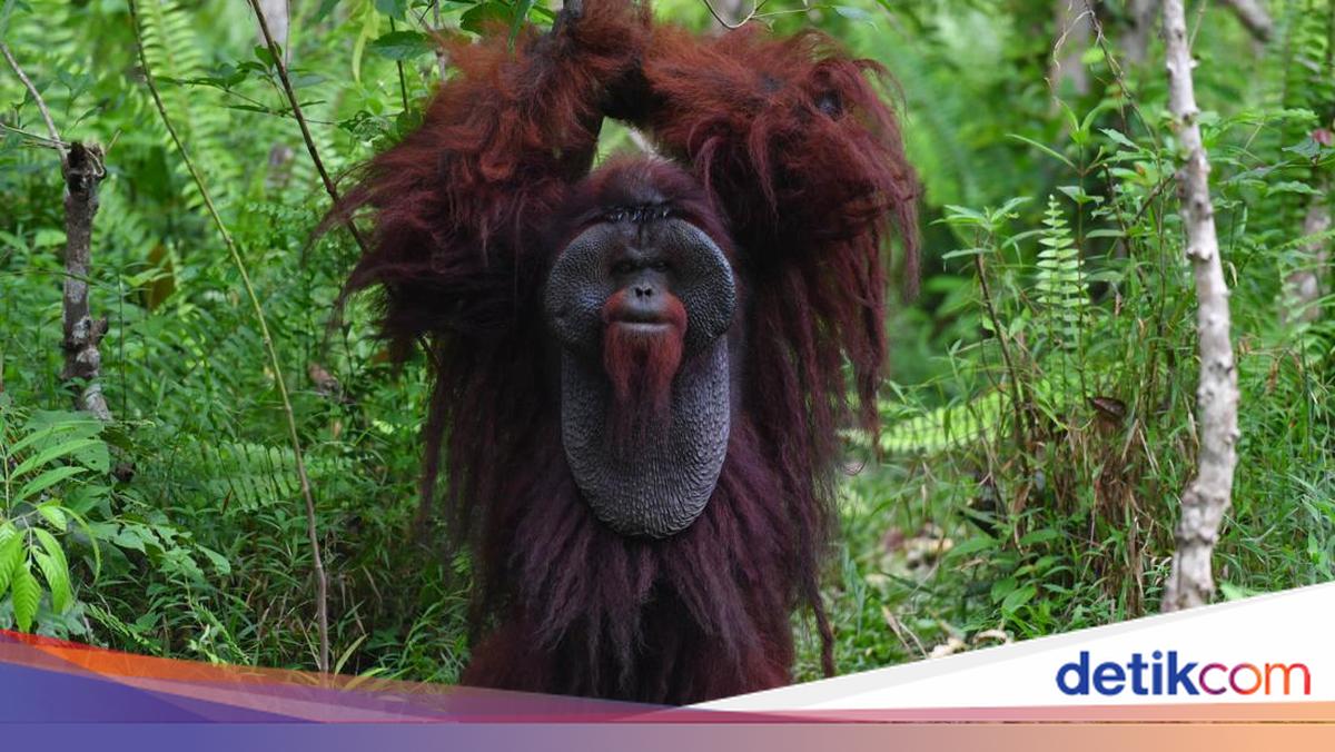 6 Destinasi Satwa Liar Terbaik Dunia yang Langka dan Eksklusif, 2 di Antaranya Ada di Indonesia