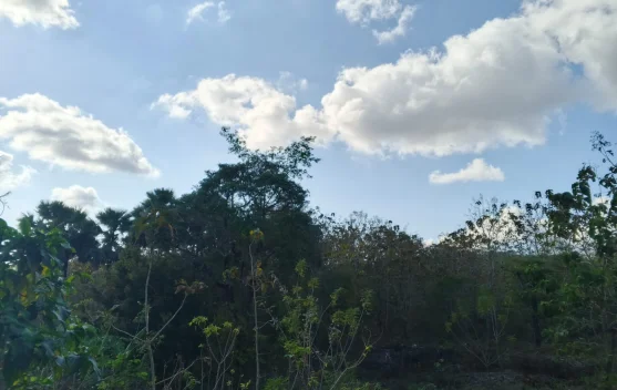 4 Wilayah di NTT Berpotensi Dilanda Angin Kencang Rabu 2 September, BMKG Keluarkan Imbauan Waspada
