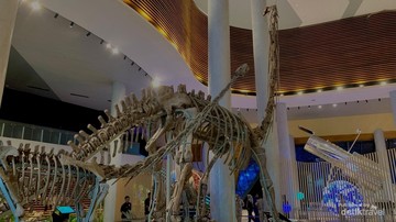 Tahir Solo Museum Pamer Fosil Dinosaurus Asli, Tinggi 20 Meter