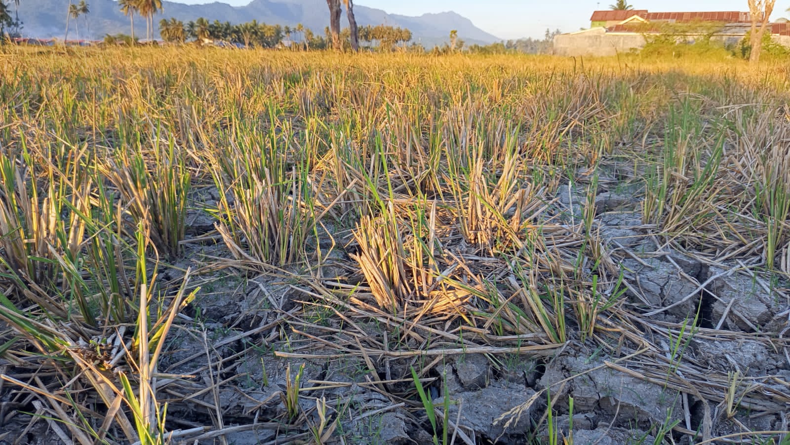 Kemarau Panjang di Kota Gorontalo, Musim Tanam Padi Diprediksi Bergeser dan Lahan Mulai Mengering