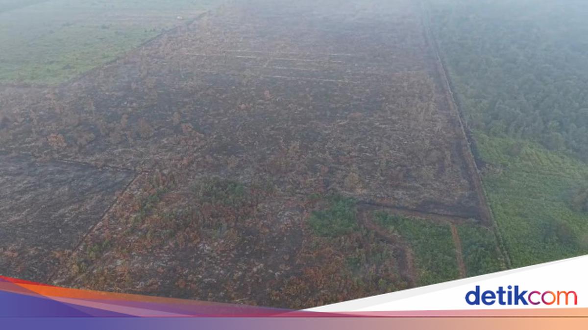 Kebakaran Hutan Gambut Londerang Jambi Padam Setelah 6 Hari, Luas Lahan Terbakar 86 Hektare