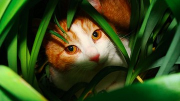 Jadi Kepala Stasiun di Choshi Jepang, Kucing Nakano-san Kini Rutin Bertugas Seminggu Sekali
