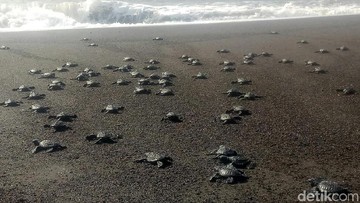 55 Tukik Mati di Pantai Florida Karena Cahaya Rumah, Begini Aturan yang Perlu Diketahui Wisatawan