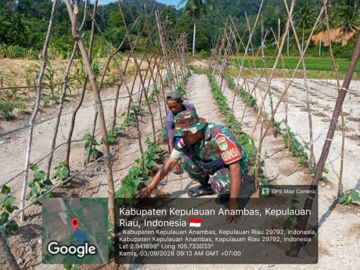 Babinsa Anambas Dampingi Petani Desa Bukit Padi Bahas Perluasan Cabai dan Ketahanan Pangan Lokal