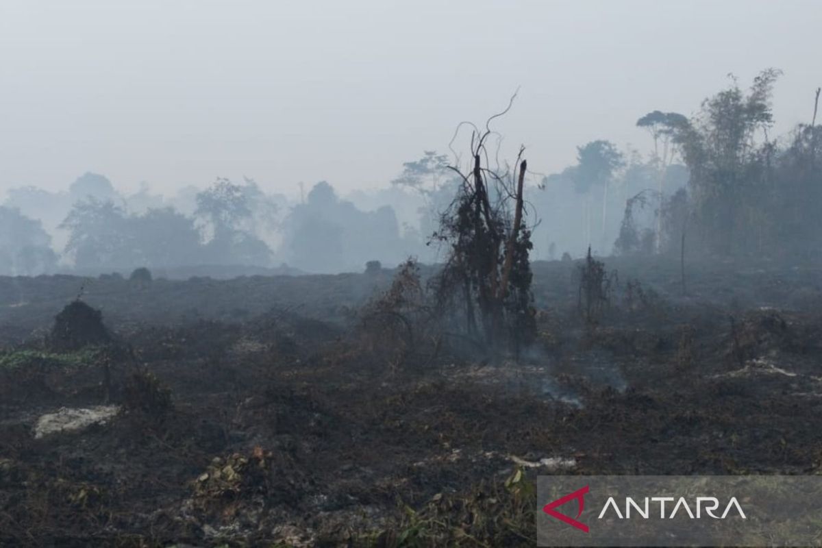 BKSDA Jambi Pastikan Karhutla di Tebo Tidak Capai Habitat Gajah Sumatra, Pantau Pergerakan via GPS
