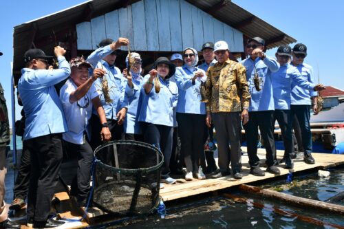 Potensi Lobster Lombok Timur Besar, Pembudidaya Justru Terhambat KJA Sederhana dan Minim Freezer