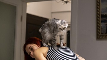 Kucing Suka Memijat Badan atau Bantal? Ini Makna di Baliknya