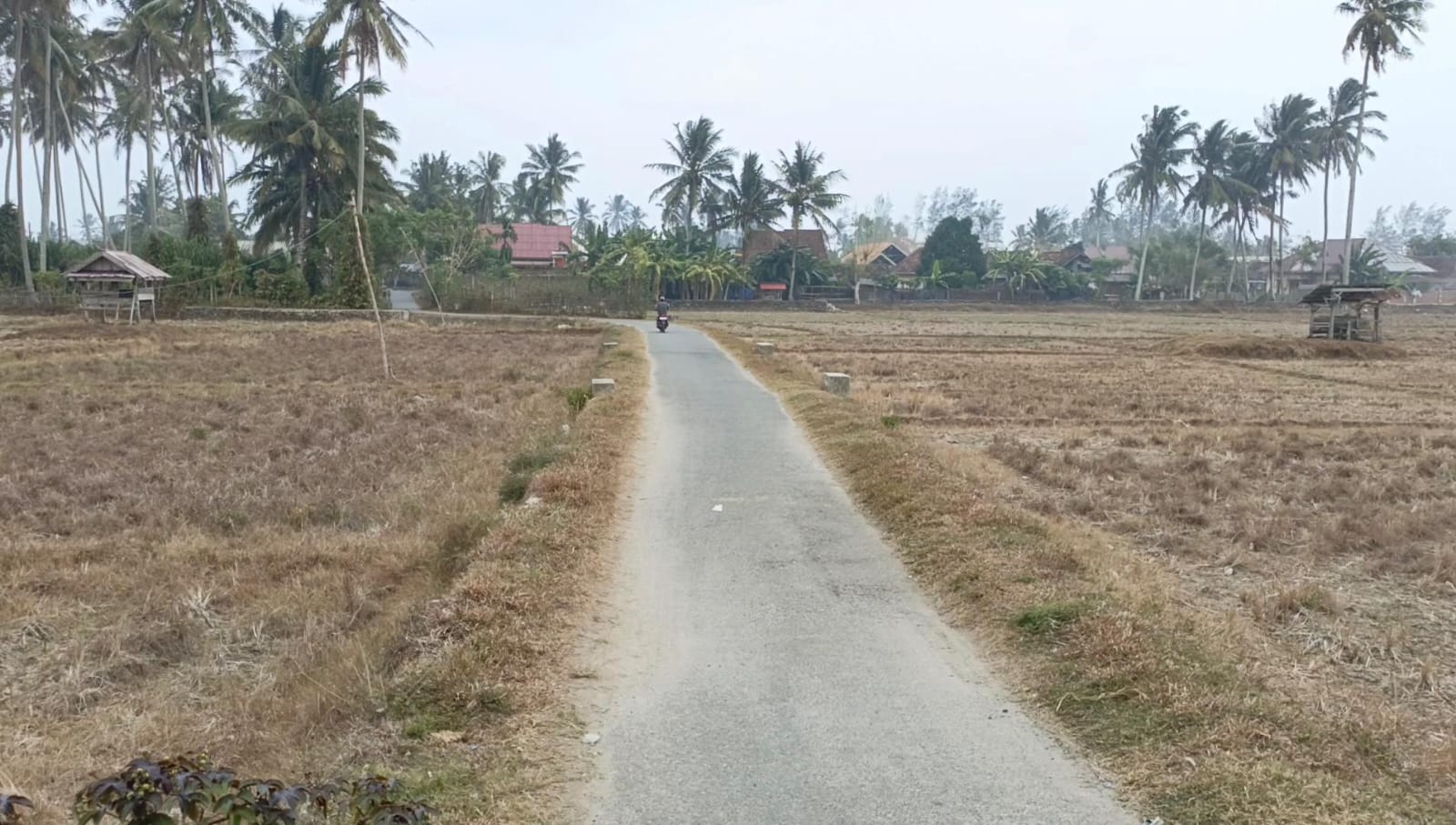 Kekeringan di Kaur Lumpuhkan 2.600 Hektare Sawah, Enam Kecamatan Terdampak