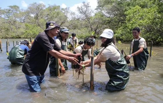 Gen Z Didorong Aksi Nyata, 50 Mahasiswa Universitas Udayana Tanam Mangrove di Tahura Ngurah Rai Bali