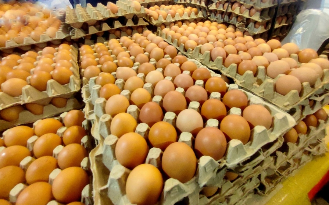 Produksi Telur Lampung Surplus 46 Ribu Ton, Konsumsi Protein Warga Justru Terendah Kelima Nasional