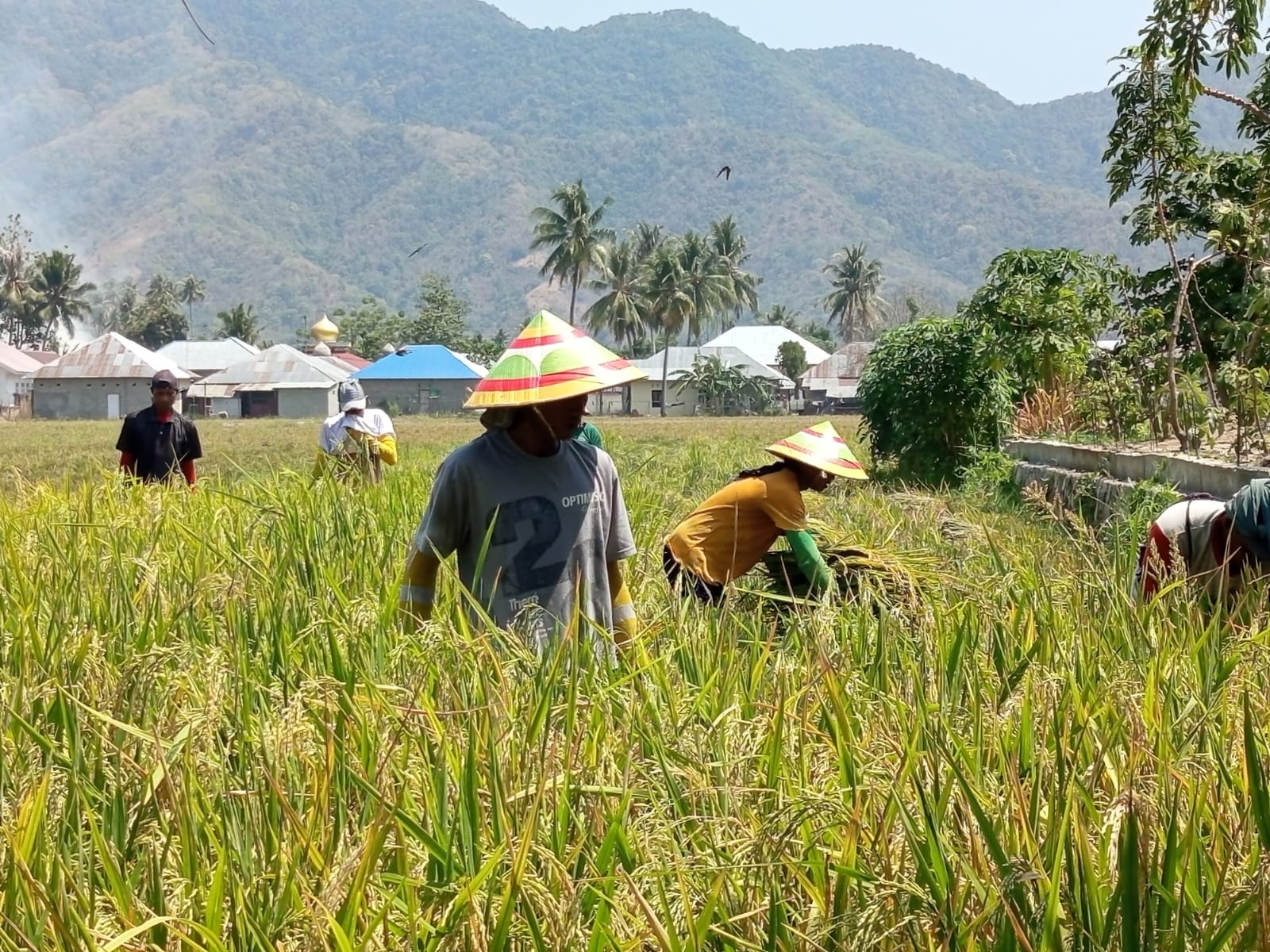 Minim Dampak Kemarau, Petani Sawah di Kota Gorontalo Dipastikan Masih Bisa Panen: Belum Ada Laporan Gagal Panen