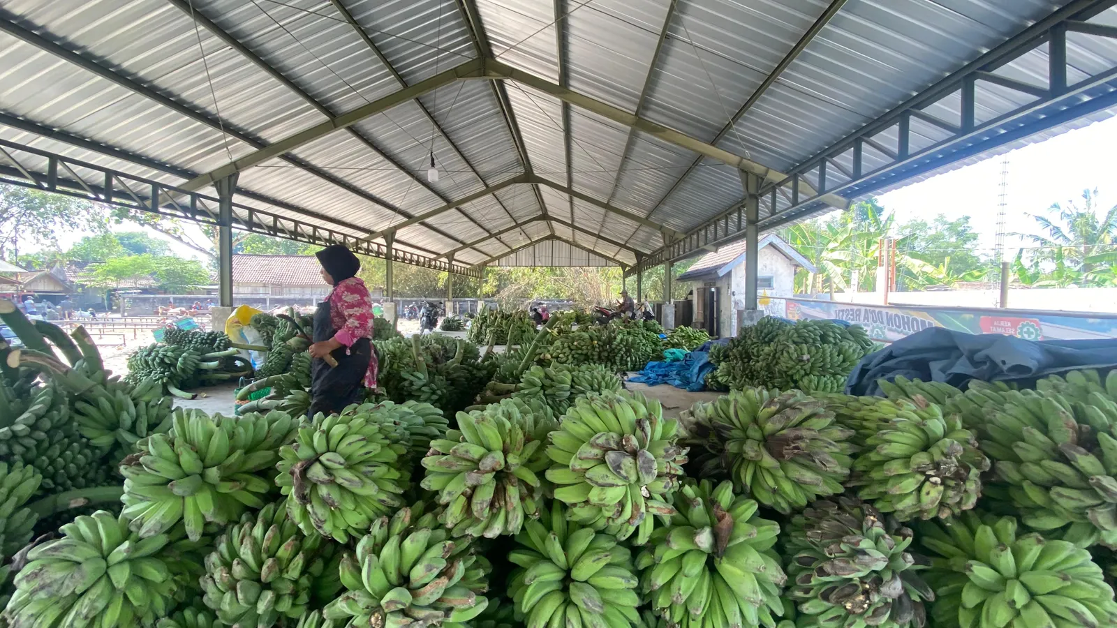 Pasar Pisang Juwangi Boyolali Jadi Pusat Distribusi Pisang Jawa Tengah, Pasok Hingga Luar Pulau Jawa