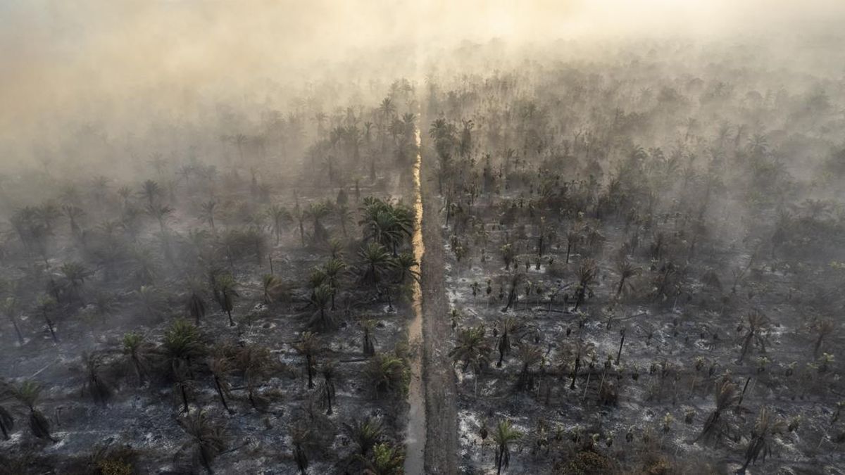 Karhutla Muaro Jambi 20 Hari Hanguskan Hampir 100 Hektare, Api Mulai Mendekati Pemukiman Warga